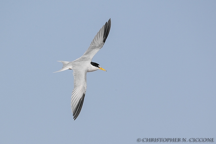 Least Tern