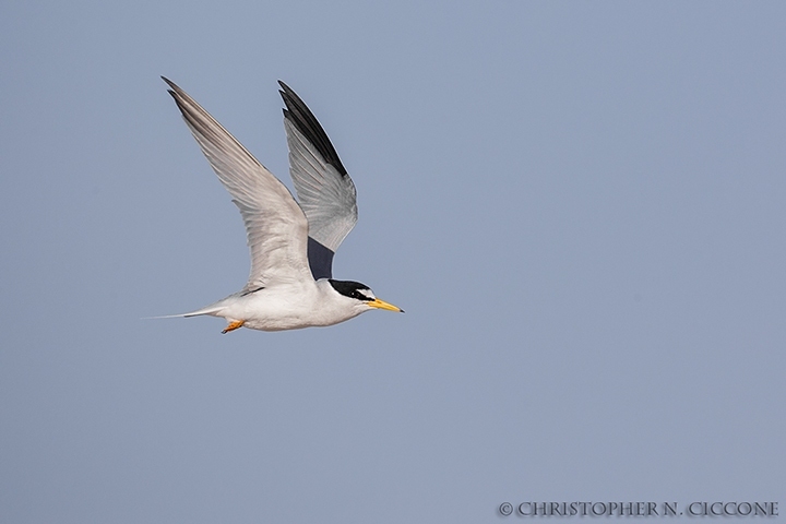 Least Tern