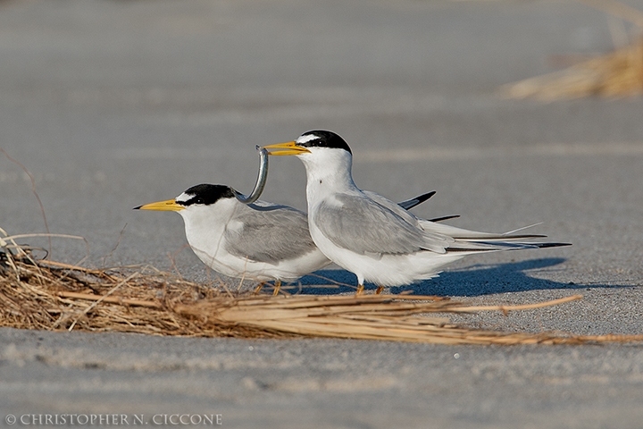 Least Tern