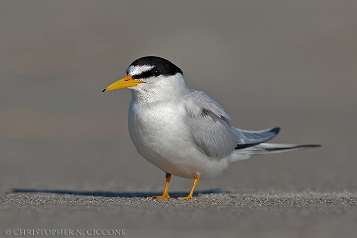 Least Tern