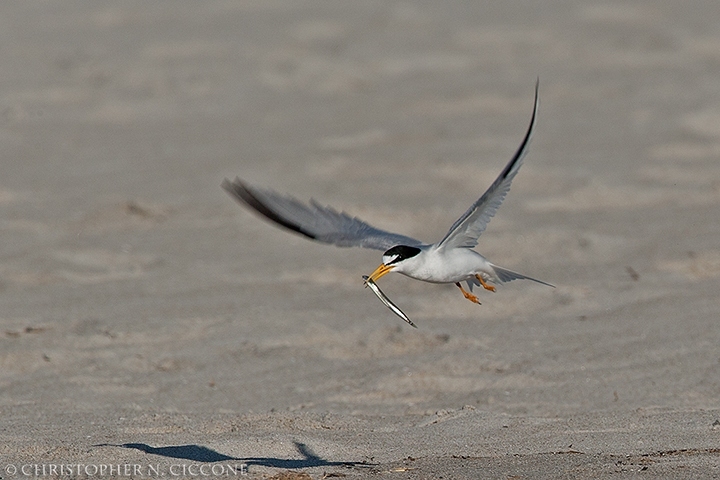 Least Tern