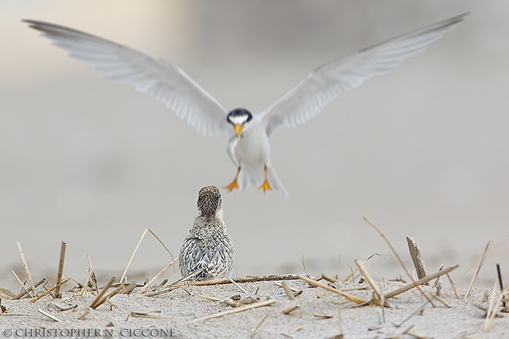 Least Tern