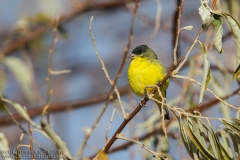 Lesser Goldfinch