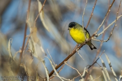 Lesser Goldfinch