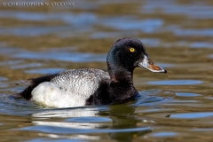 Lesser Scaup