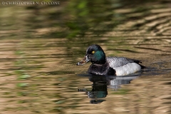 Lesser Scaup