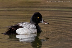 Lesser Scaup