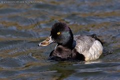 Lesser Scaup