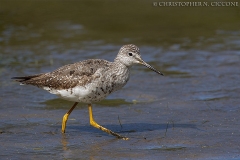 Lesser Yellowlegs