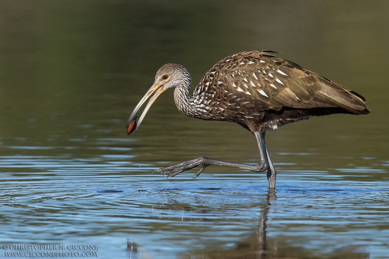 Limpkin