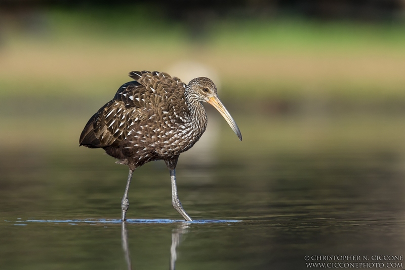 Limpkin