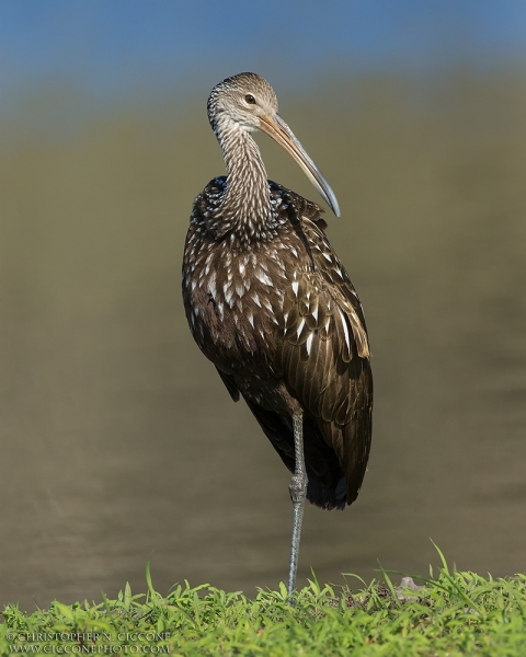 Limpkin