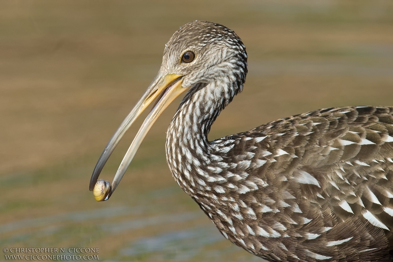 Limpkin