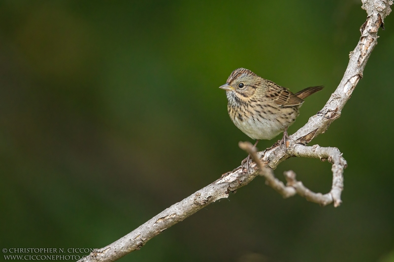 Lincoln's Sparrow