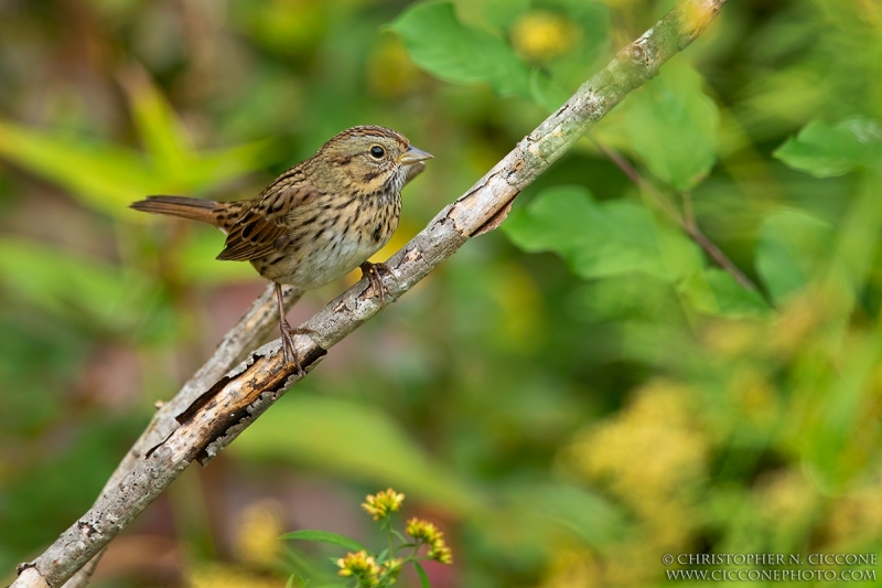 Lincoln's Sparrow