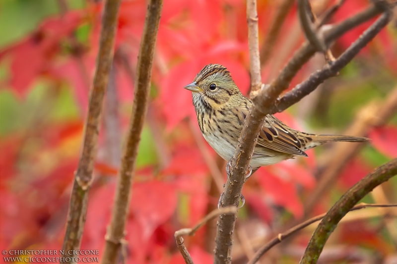 Lincoln's Sparrow