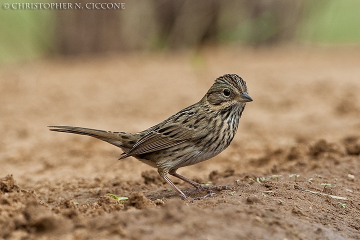 Lincoln's Sparrow