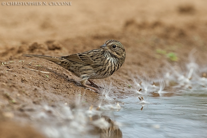 Lincoln's Sparrow