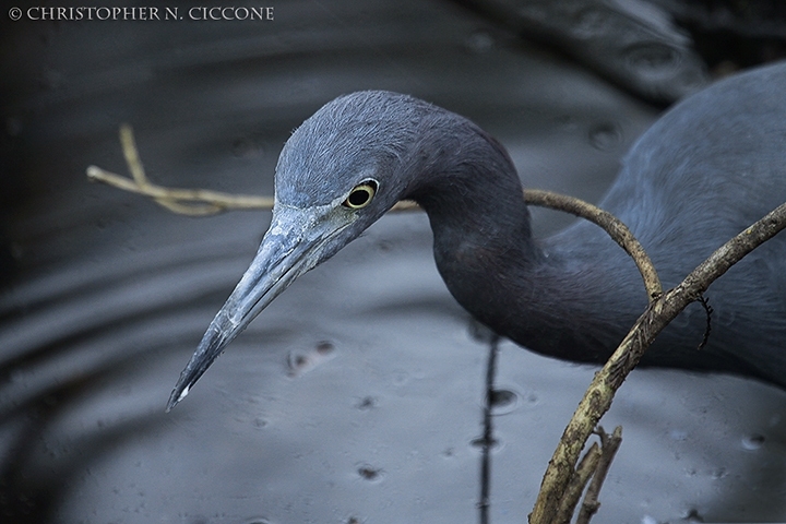 Little Blue Heron