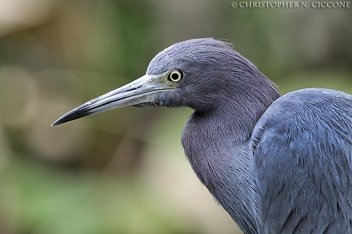 Little Blue Heron