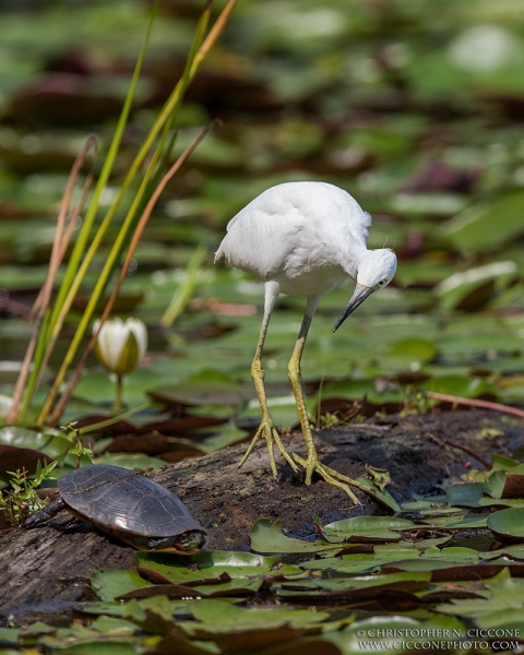 Little Blue Heron