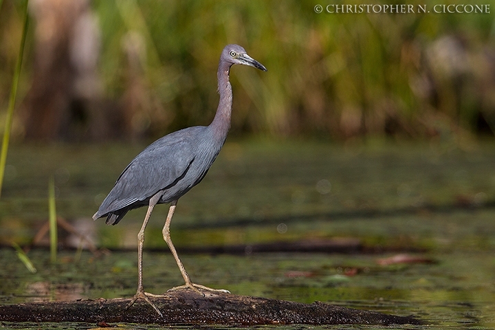 Little Blue Heron