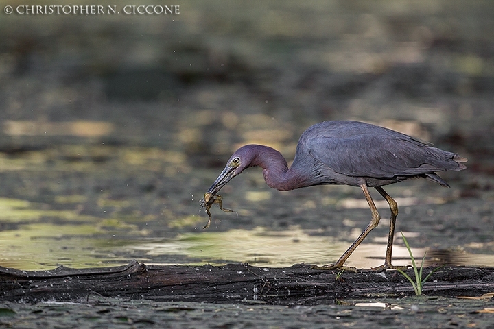 Little Blue Heron