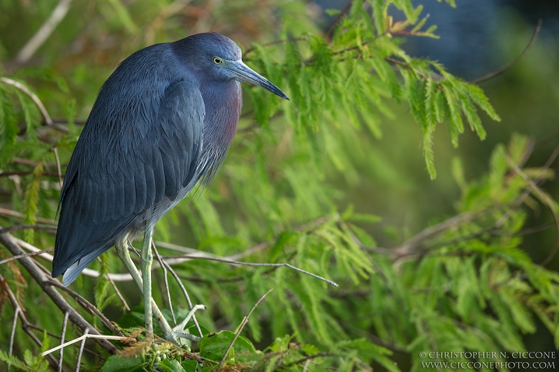 Little Blue Heron