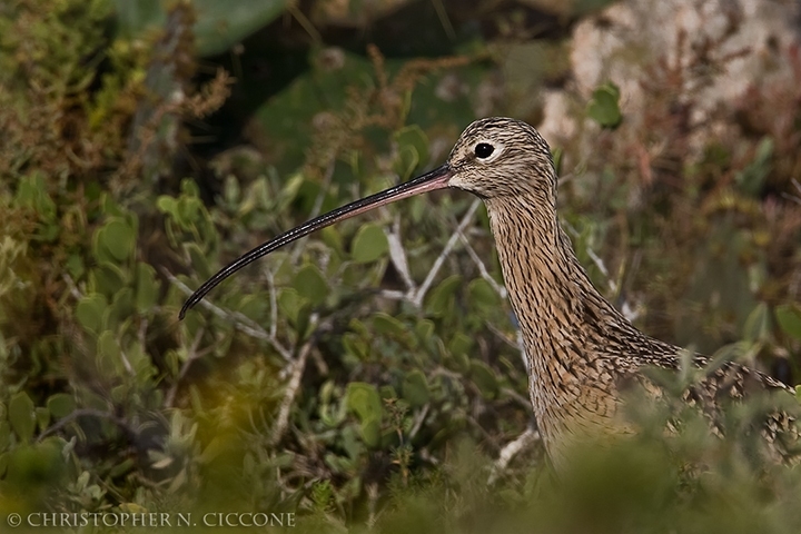 Long-billed Curlew