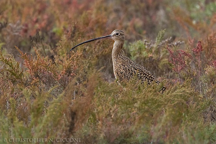 Long-billed Curlew