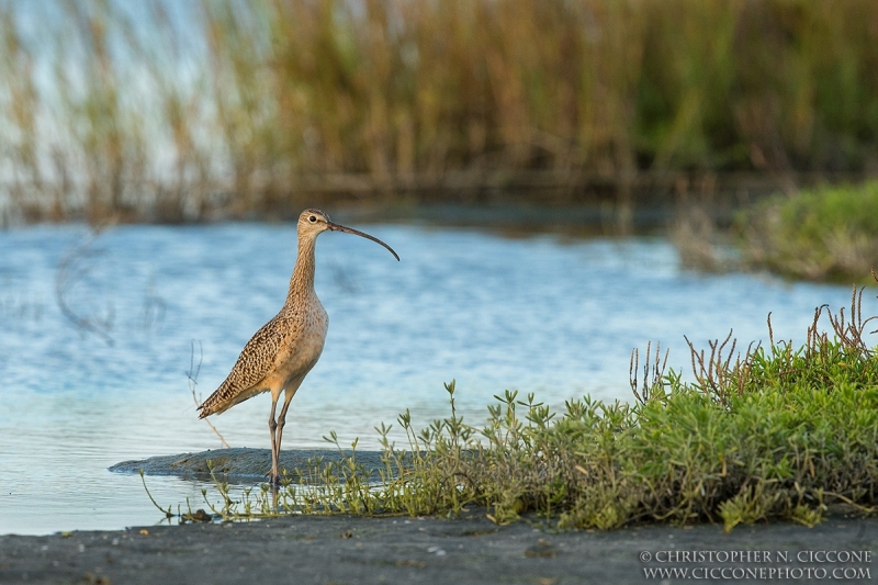 Long-billed Curlew