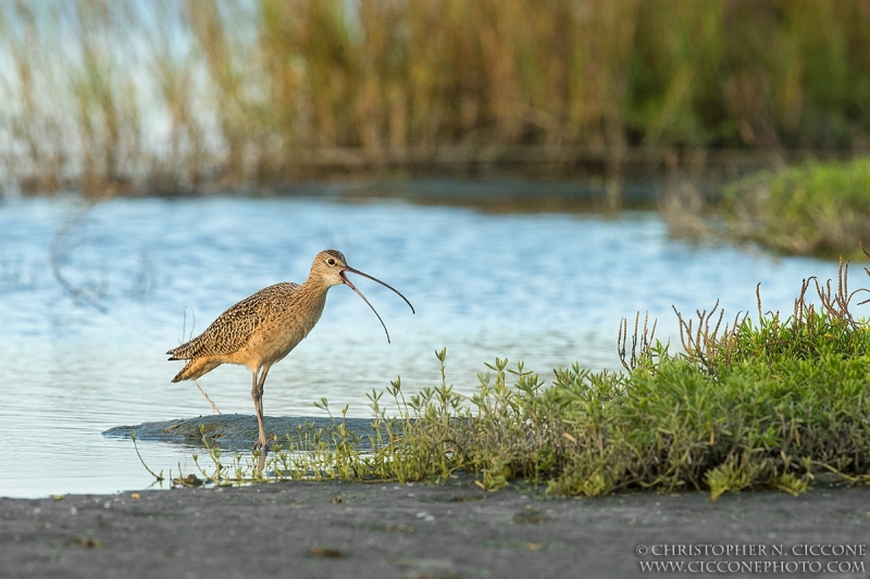 Long-billed Curlew