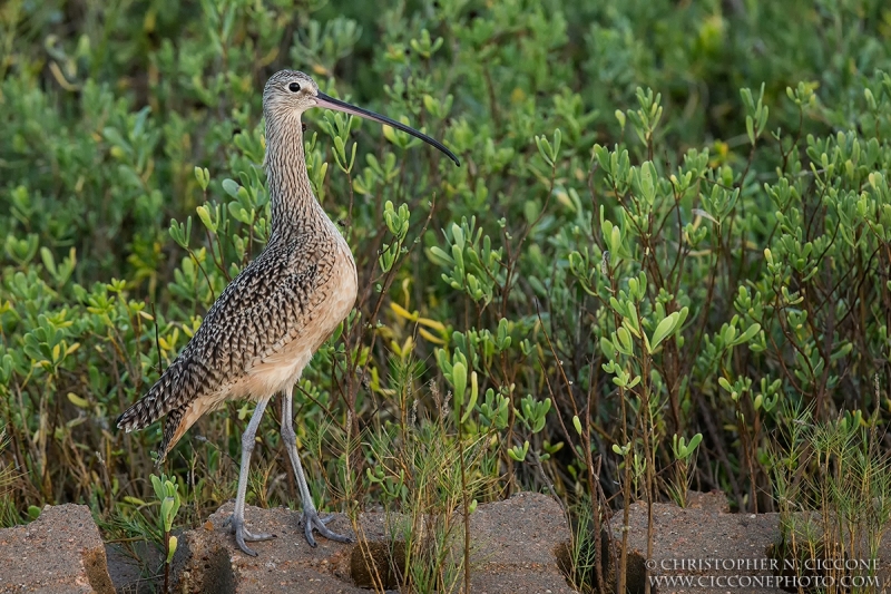 Long-billed Curlew