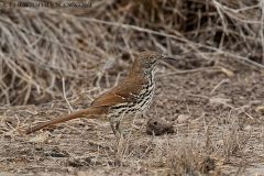 Long-billed Thrasher