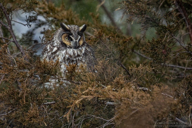 Long-eared Owl