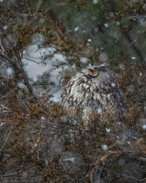 Long-eared Owl