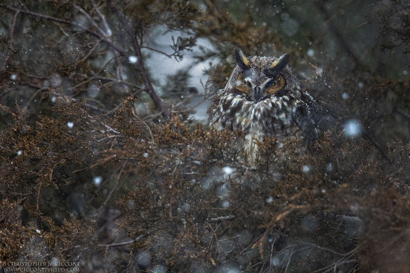 Long-eared Owl