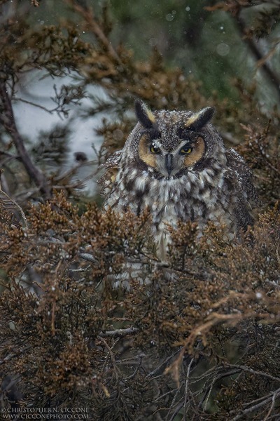 Long-eared Owl