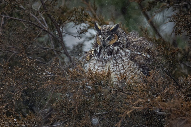 Long-eared Owl