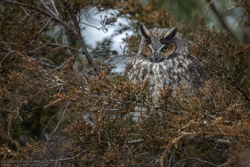 Long-eared Owl