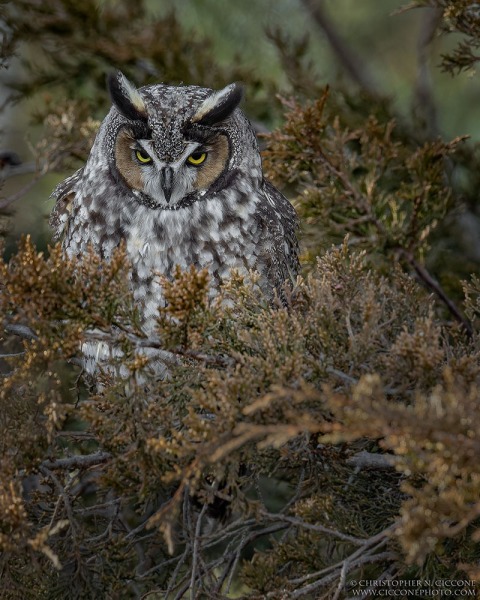 Long-eared Owl