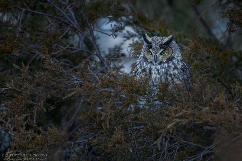 Long-eared Owl