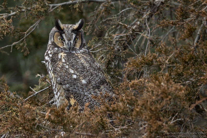 Long-eared Owl