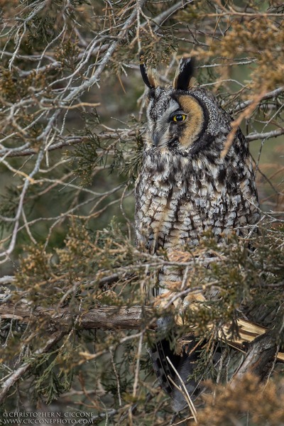 Long-eared Owl