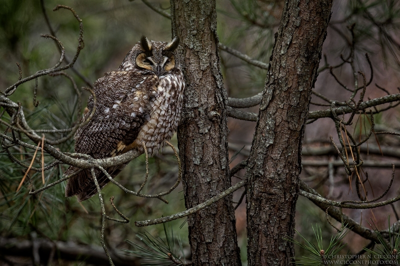 Long-eared Owl