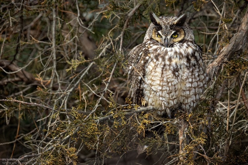 Long-eared Owl