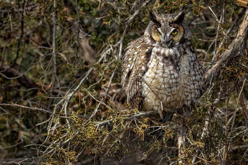 Long-eared Owl