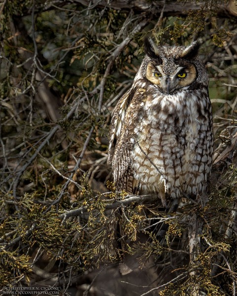 Long-eared Owl