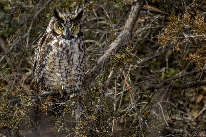 Long-eared Owl