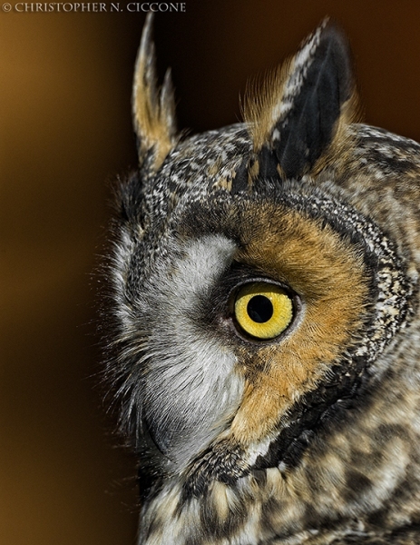 Long-eared Owl (captive)